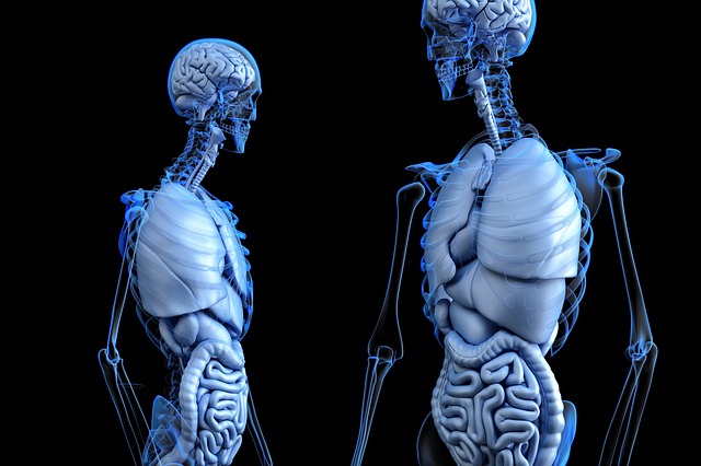 anatomie.jpg